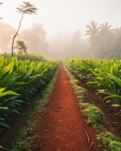 Spicevana Global | Best Spice Export in India