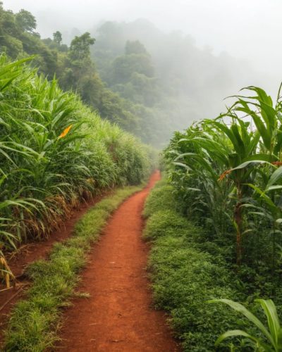 Spicevana Global | Best Spice Export in India